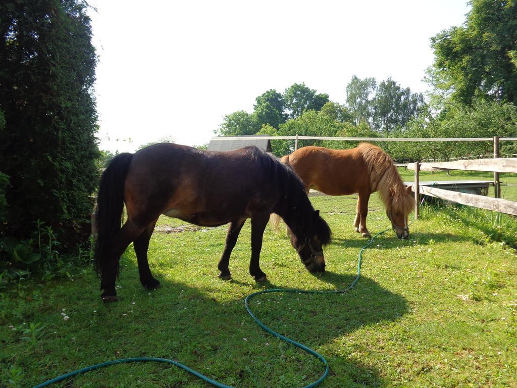 Farm stay Przy Stadninie